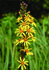 Attēlu rezultāti vaicājumam “Ligularia sibirica flower”