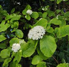 Attēlu rezultāti vaicājumam “Viburnum lantana”