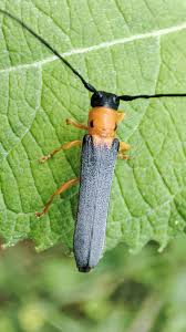 Attēlu rezultāti vaicājumam “Oberea oculata”