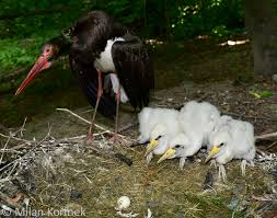 Attēlu rezultāti vaicājumam “Ciconia nigra nest”