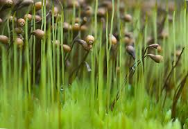 Attēlu rezultāti vaicājumam “Trichia crateriformis stalked”