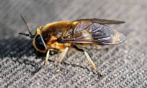 Attēlu rezultāti vaicājumam “Heptatoma pellucens”