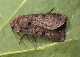 Attēlu rezultāti vaicājumam “Euxoa nigricans”