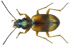 Attēlu rezultāti vaicājumam “Bembidion sp.”