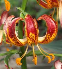 Image result for Lilium martagon `Arabian Night`