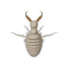 Attēlu rezultāti vaicājumam “Myrmeleontidae imago”