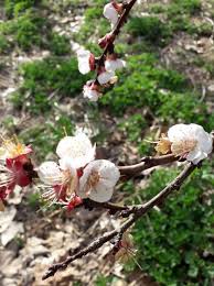 Attēlu rezultāti vaicājumam “Prunus armeniaca”
