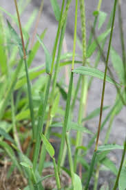 Attēlu rezultāti vaicājumam “Digitaria ischaemum”