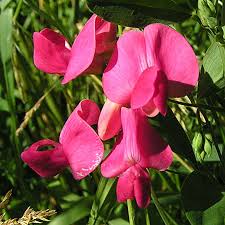 Attēlu rezultāti vaicājumam “Lathyrus tuberosus”
