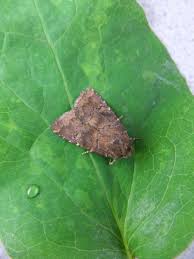 Attēlu rezultāti vaicājumam “Rusina ferruginea female”