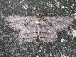 Attēlu rezultāti vaicājumam “Hypomecis roboraria”