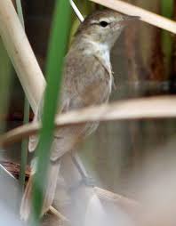 Image result for Acrocephalus aedon