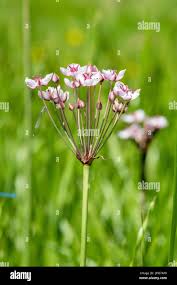 Attēlu rezultāti vaicājumam “Butomus umbellatus flower”
