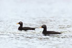 Attēlu rezultāti vaicājumam “Melanitta fusca”