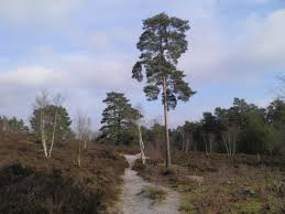 Image result for Surrey Heath Slammers