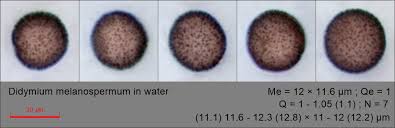 Attēlu rezultāti vaicājumam “Didymium minus”