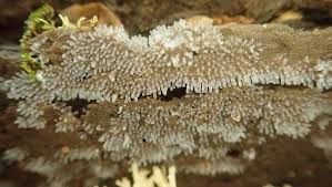 Attēlu rezultāti vaicājumam “Ceratiomyxa fruticulosa macro”