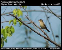 Attēlu rezultāti vaicājumam “Acrocephalus dumetorum”