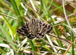 Attēlu rezultāti vaicājumam “Callistege mi”