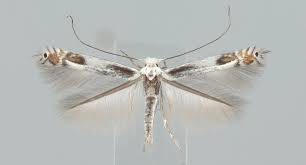 Attēlu rezultāti vaicājumam “Lyonetia clerkella”