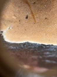 Attēlu rezultāti vaicājumam “Junghuhnia nitida”