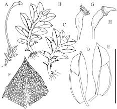 Attēlu rezultāti vaicājumam “Fissidens arnoldii sporophyte”
