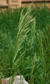 Attēlu rezultāti vaicājumam “Bromopsis inermis”