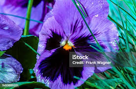 Image result for Veilchen