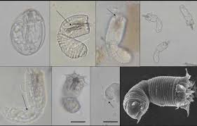 Attēlu rezultāti vaicājumam “Nematomorpha”