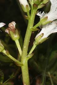 Attēlu rezultāti vaicājumam “Menyanthes trifoliata leaf”