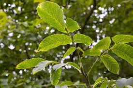 Attēlu rezultāti vaicājumam “Juglans regia”