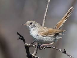 Image result for Cettia cetti