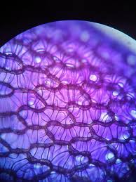 Attēlu rezultāti vaicājumam “Sphagnum austinii”