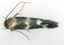 Attēlu rezultāti vaicājumam “Elachistidae”