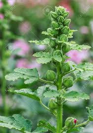 Attēlu rezultāti vaicājumam “Alcea rosea bud”