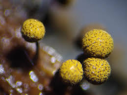 Attēlu rezultāti vaicājumam “Cribrariaceae”