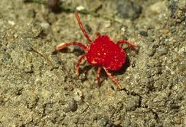 Attēlu rezultāti vaicājumam “Trombidiidae”