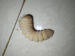 Attēlu rezultāti vaicājumam “Cerambycidae larva”