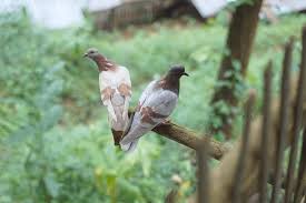 Attēlu rezultāti vaicājumam “Columbiformes”