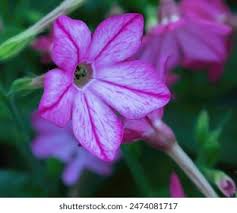 Image result for Nicotiana x sanderae
