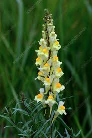 Attēlu rezultāti vaicājumam “Linaria vulgaris”