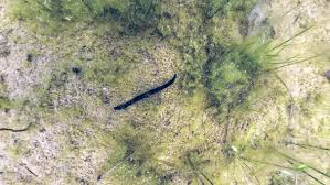 Attēlu rezultāti vaicājumam “Haemopis sanguisuga”