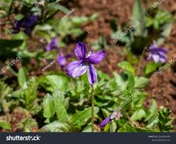 Attēlu rezultāti vaicājumam “Viola uliginosa flower”