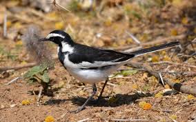 Attēlu rezultāti vaicājumam “Motacillidae”