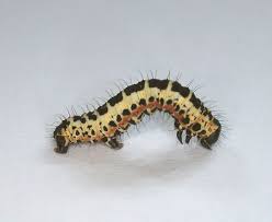 Attēlu rezultāti vaicājumam “Abraxas grossulariata larva”