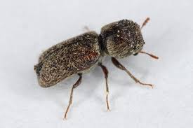 Attēlu rezultāti vaicājumam “Anobiidae”