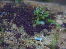 Attēlu rezultāti vaicājumam “Buxbaumia viridis sporophyte”