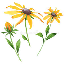 Attēlu rezultāti vaicājumam “Rudbeckia hirta var. hirta leaf”