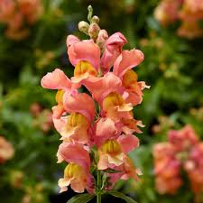 Image result for Antirrhinum majus maximum
