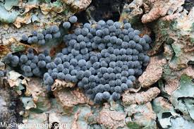 Attēlu rezultāti vaicājumam “Badhamia foliicola sessile”